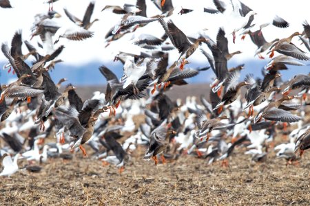 White-fronted geese and snow geese taking flight