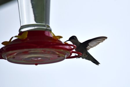 Ruby-throated hummingbird photo