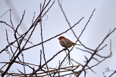 House finch perched in a tree photo