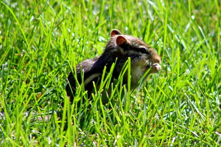 Eastern Chipmunk