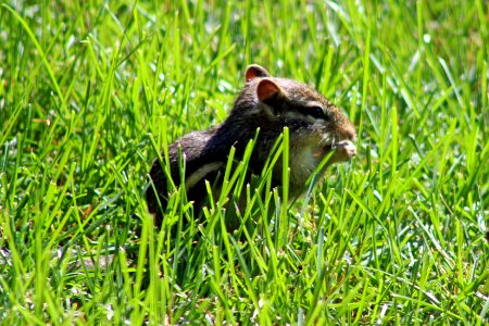 Eastern Chipmunk photo