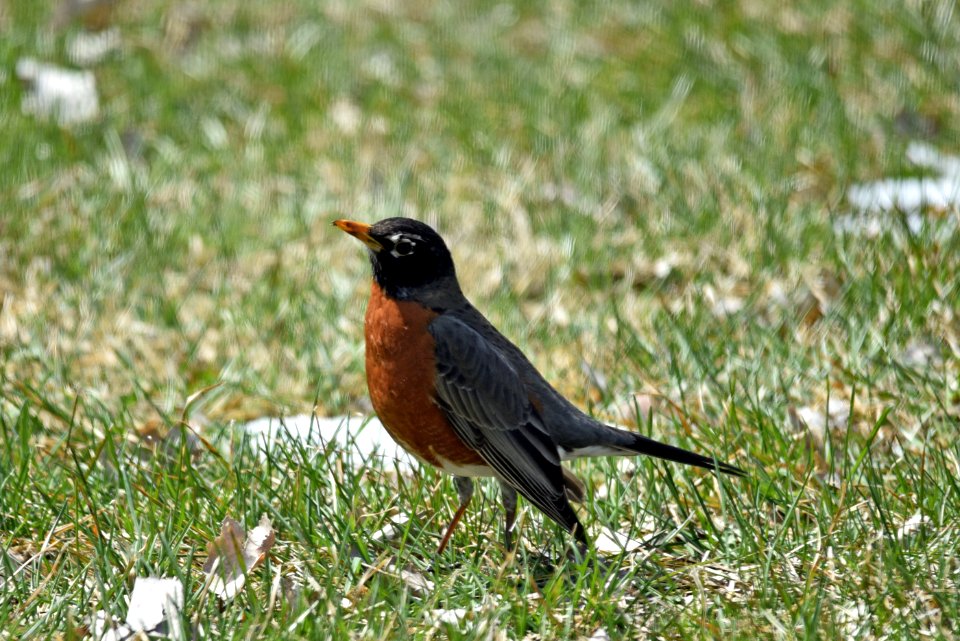 American robin