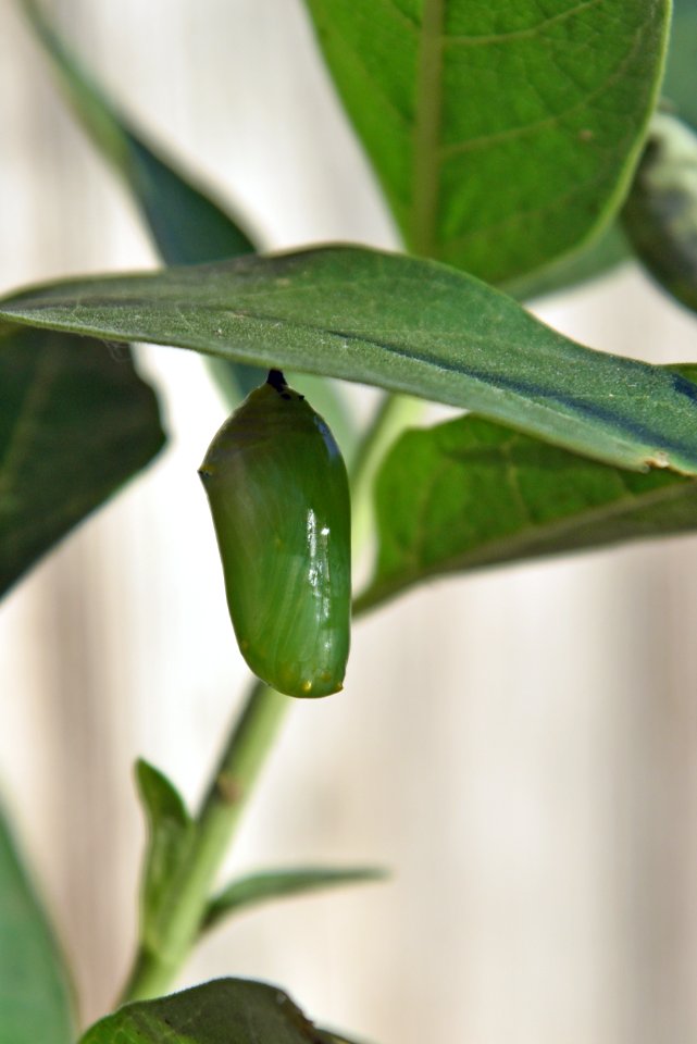 Monarch chrysalis on common milkweed (day 1)