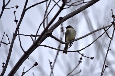 Eastern phoebe photo