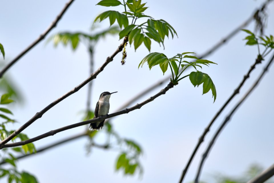 Ruby-throated hummingbird photo