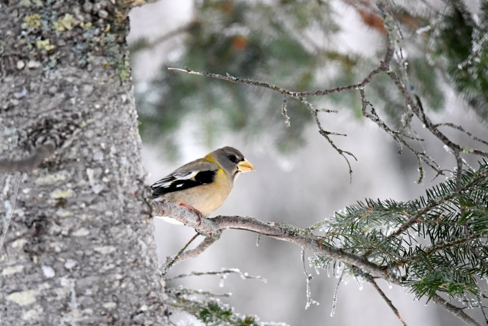 Female evening grosbeak
