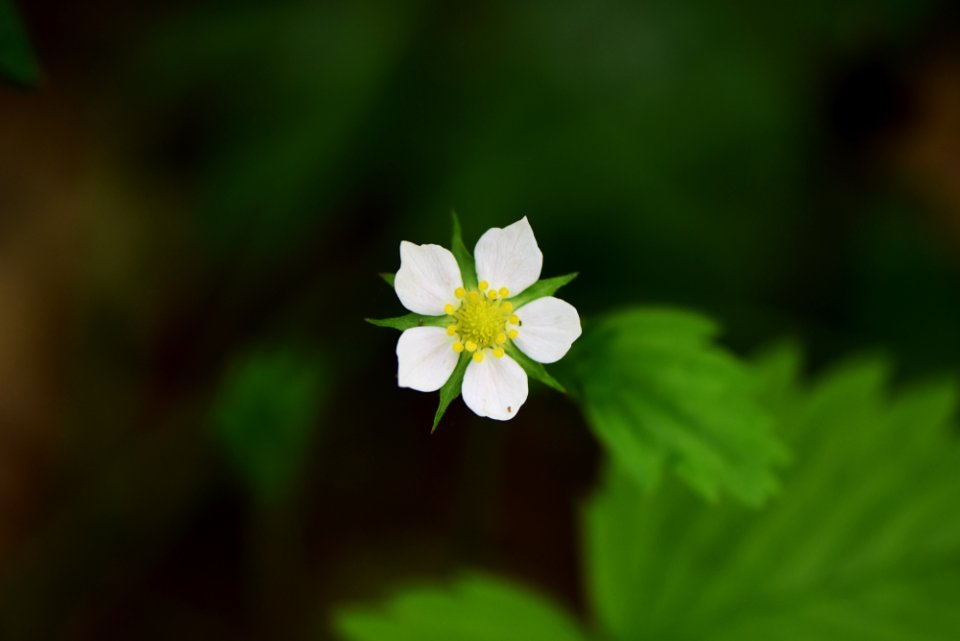 Wild strawberry
