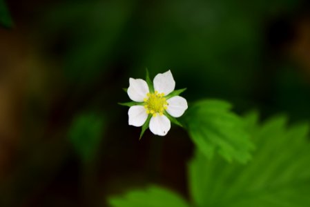 Wild strawberry