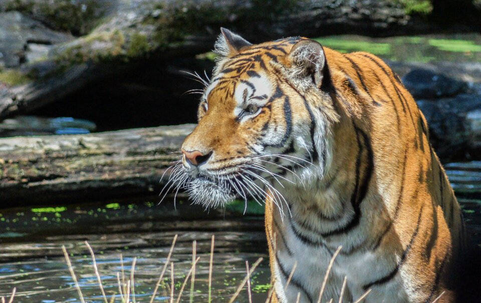 Serengeti park big cat predator