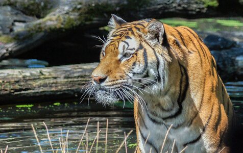 Serengeti park big cat predator photo