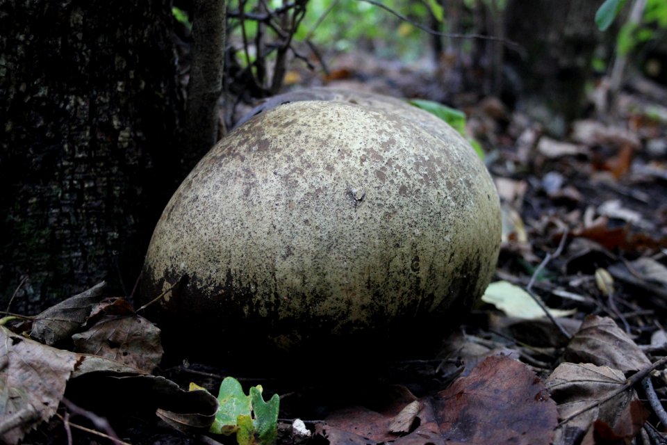 Giant Puffball Mushroom