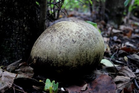 Giant Puffball Mushroom