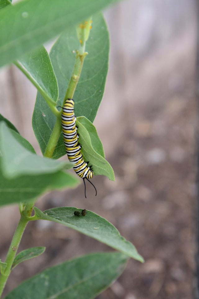 Monarch caterpillar on common milkweed
