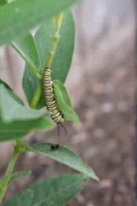 Monarch caterpillar on common milkweed photo