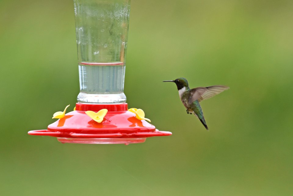 Ruby-throated hummingbird