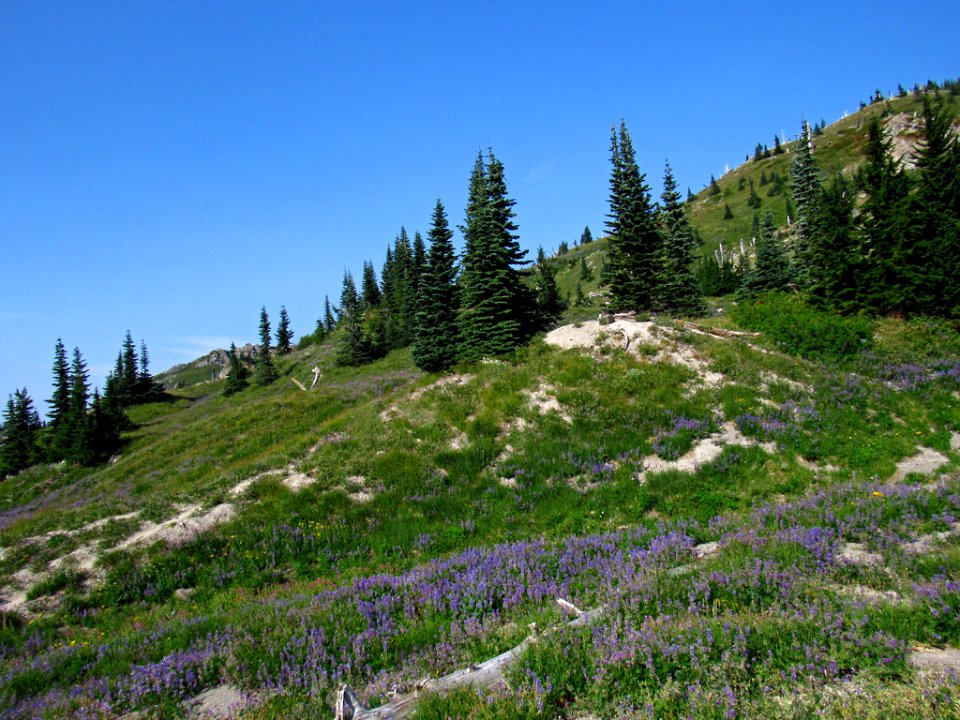 Wildflowers at Mt. Margaret Backcountry in WA