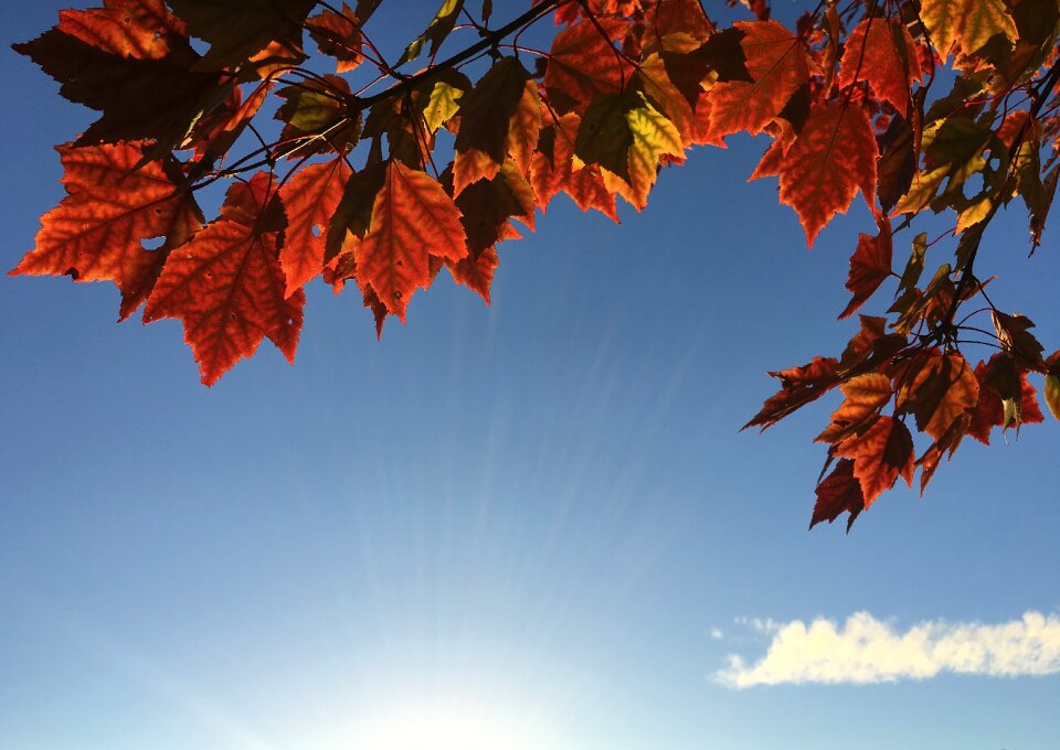 Red color branch