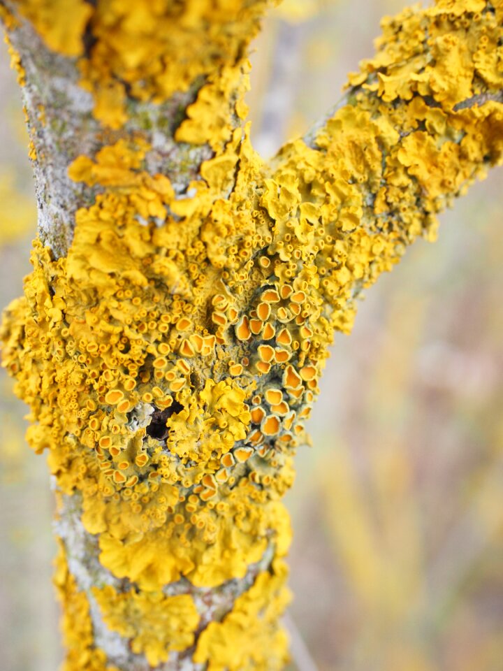 Lichen branch xanthoria parietina