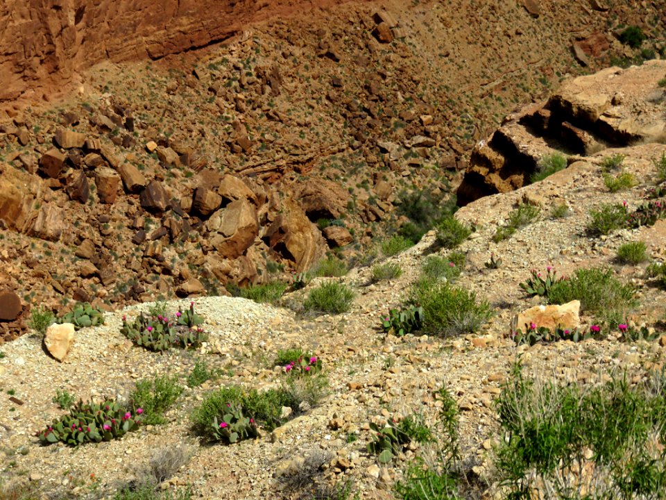 Marble Canyon in AZ