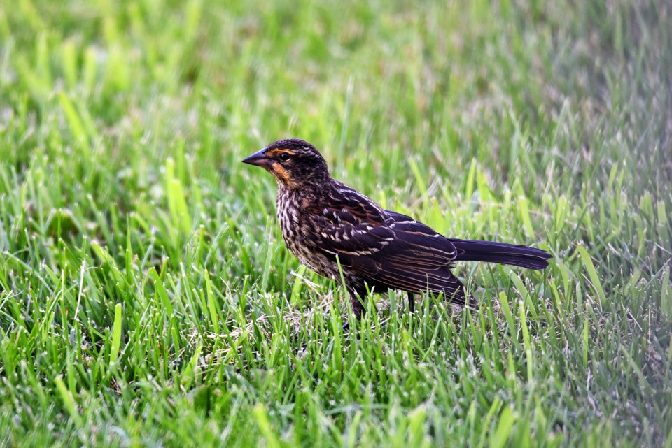 Red-winged Blackbird