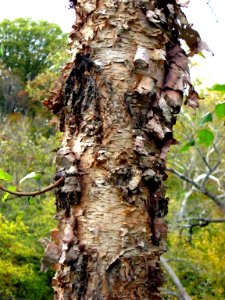 River birch