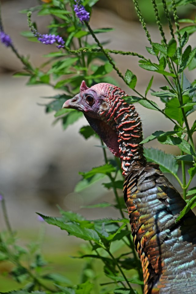 Wild Turkey