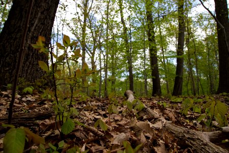 Chestnut oak seedlings