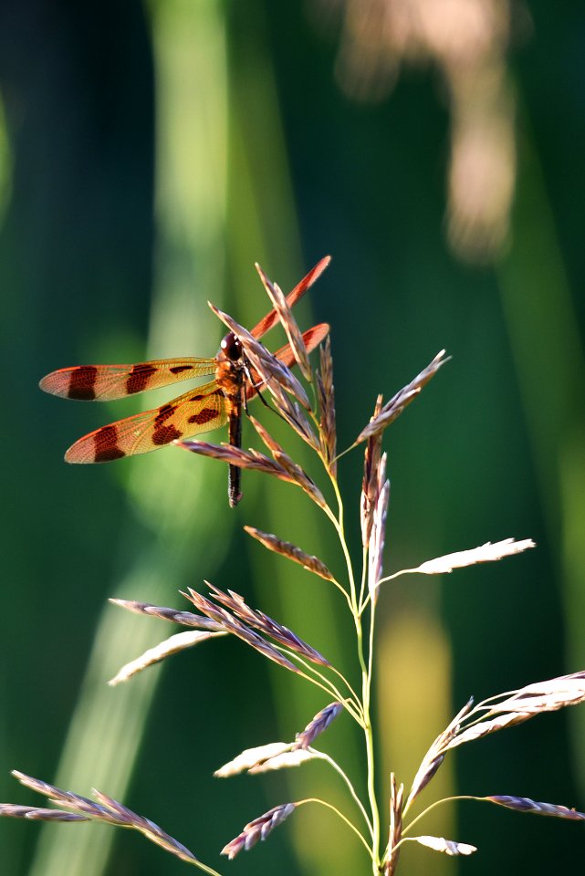 Halloween Pennant Dragonfly