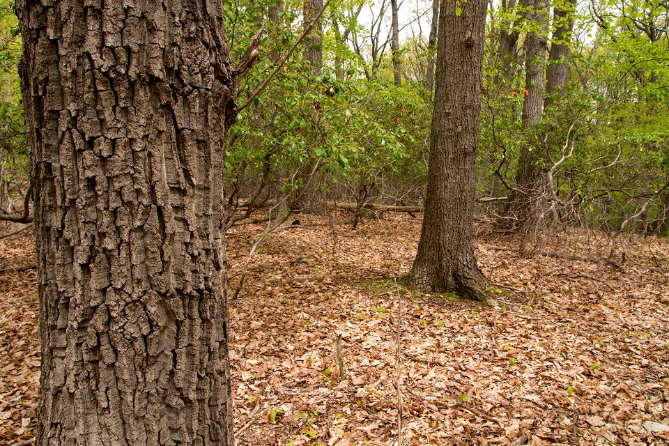 Chestnut Oak / Mountain Laurel Forest