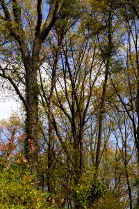 Coastal Plain Oak Forest