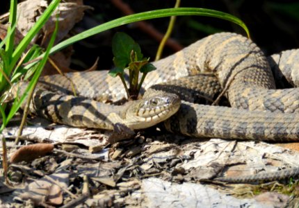 Northern water snake