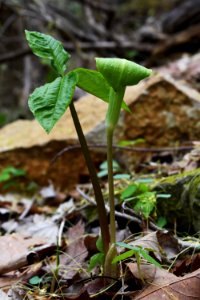 Jack-in-the-pulpit (Arisaema triphyllum)