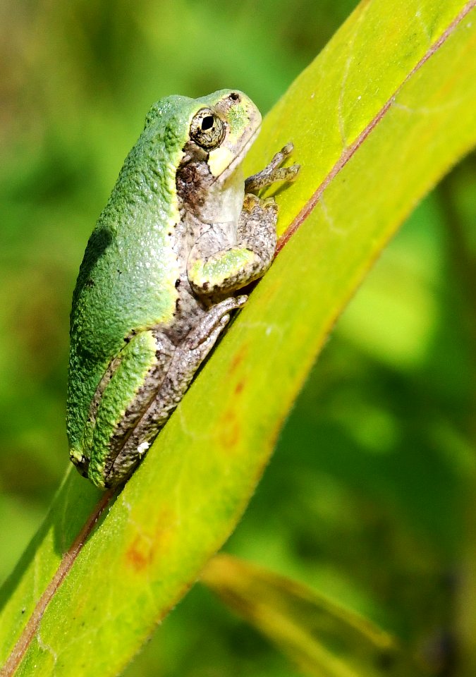 Gray Tree Frog
