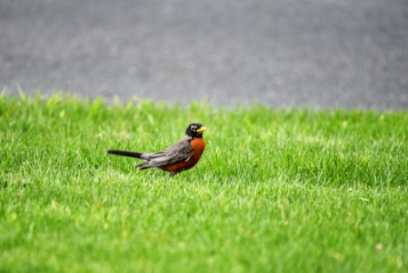 American robin searching for worms on the lawn