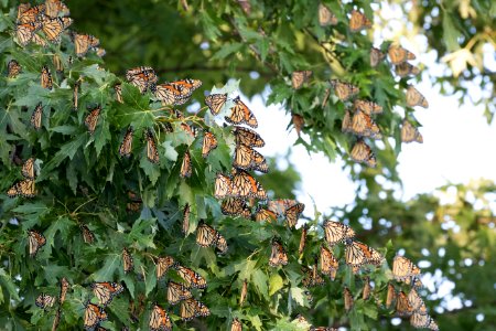 Monarchs roosting photo