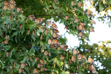 Monarchs roosting