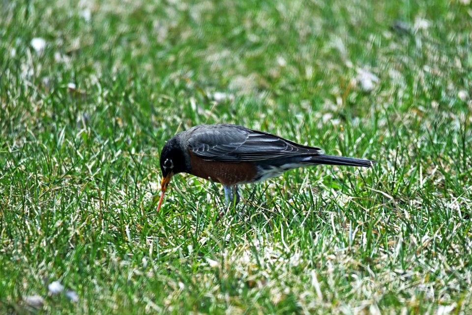 American robin