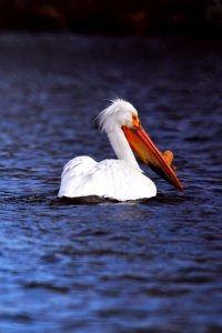 American white pelican on the water photo