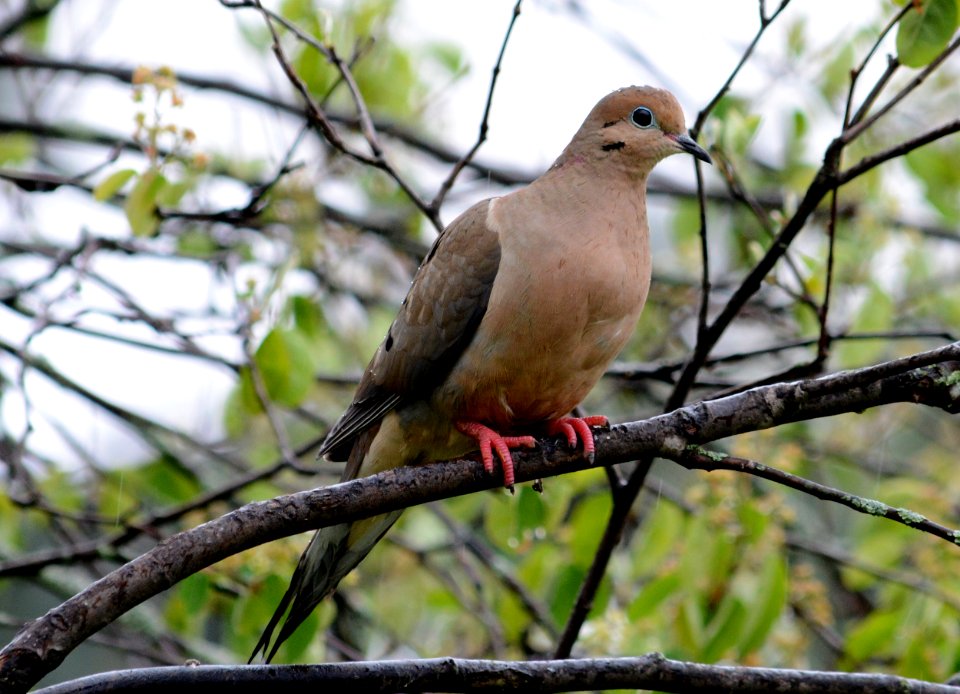 Mourning Dove in Dewitt, MI