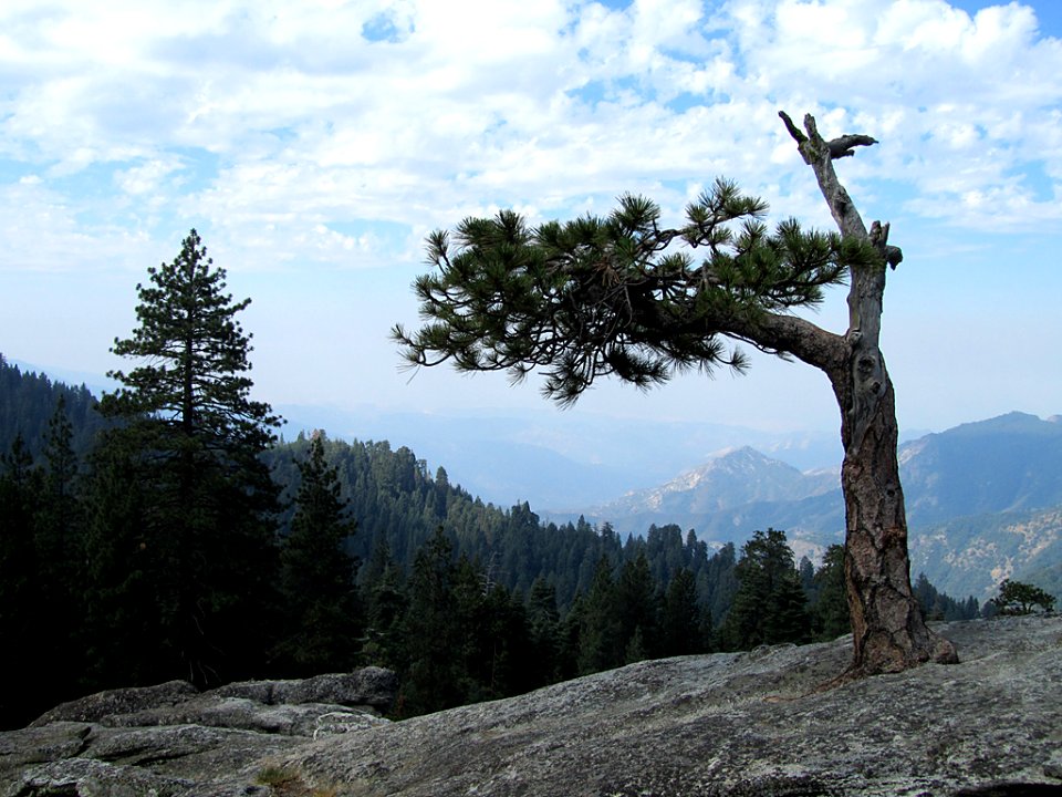Sequoia National Park in California
