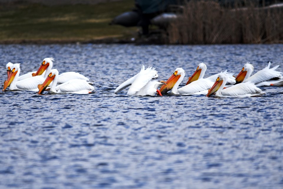 American white pelicans foraging photo