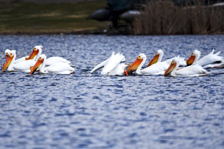 American white pelicans foraging