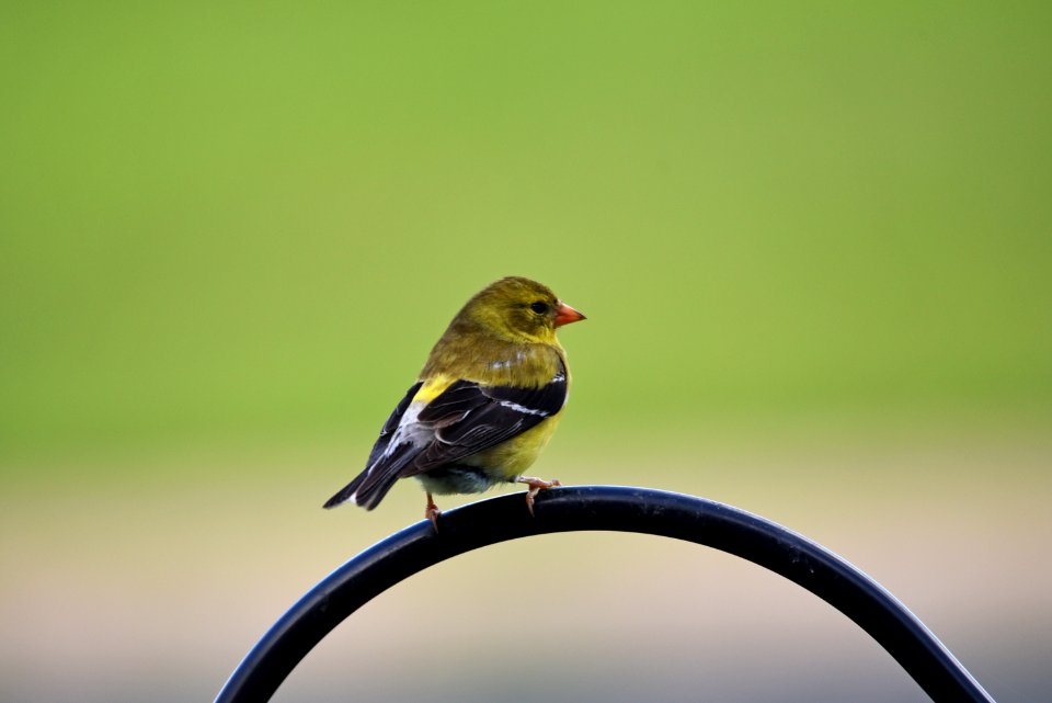 American goldfinch