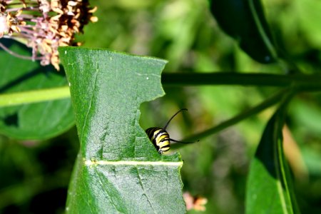 Monarch caterpillar on common milkweed photo