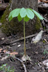 Mayapple (Podophyllum peltatum)