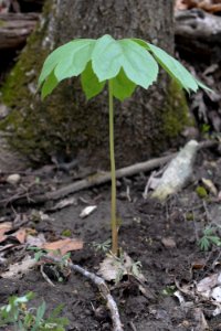 Mayapple (Podophyllum peltatum) photo