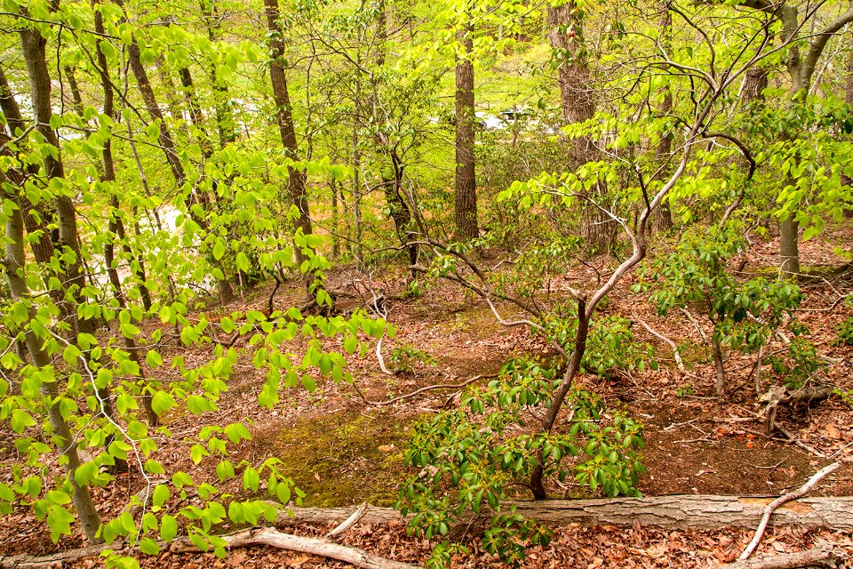Hillside over Rock Creek