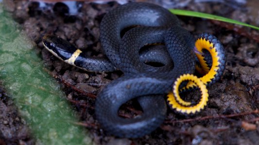 Ring-necked Snake