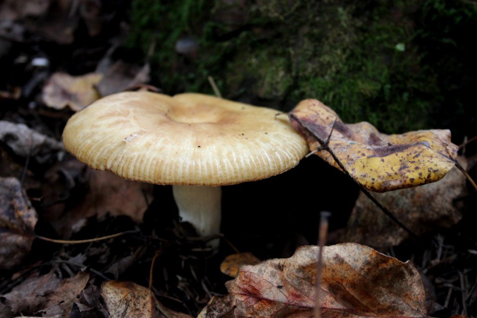 Fall Fungi