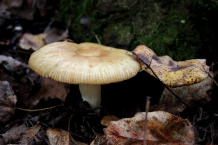 Fall Fungi photo